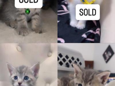 Beautiful Kittens For Rehoming - American Shorthair - Gallery Photo #1
