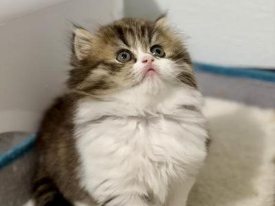 Scottish  Longhair - Scottish Straight - Gallery Photo #1