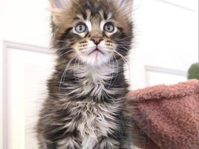 Varga - Maine Coon - Gallery Photo #1