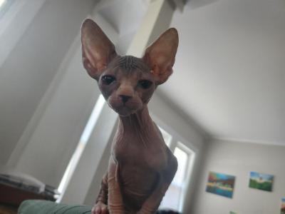 Hopper - Sphynx - Gallery Photo #1