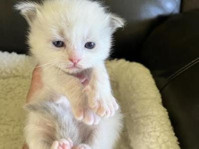 Momo's Blue Bicolor Prince 2 - Ragdoll - Gallery Photo #1