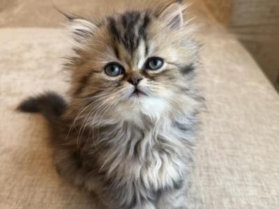 Dollface Persians - Persian - Gallery Photo #1