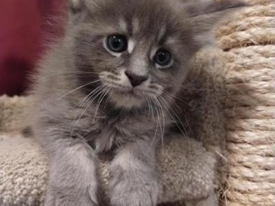Mufasa - Maine Coon - Gallery Photo #1