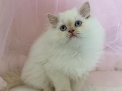 Fenix - Himalayan - Gallery Photo #1