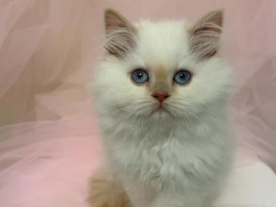 Fiona - Himalayan - Gallery Photo #1