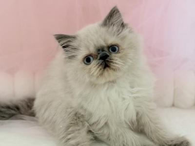 Fitz - Himalayan - Gallery Photo #1