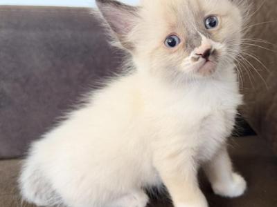 Ragdoll Balinese Blue Eyed Kittens - Balinese - Gallery Photo #1