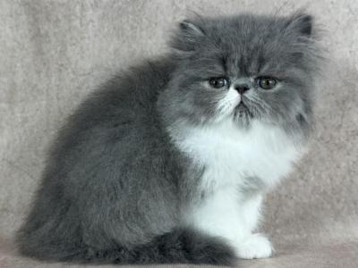 Gabby - Persian - Gallery Photo #1