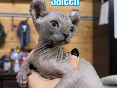 Blue Elf Female Near Cincinnati - Sphynx - Gallery Photo #1