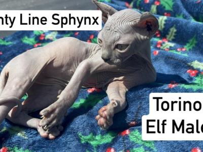 Blue Elf Male Near Cincinnati - Sphynx - Gallery Photo #1