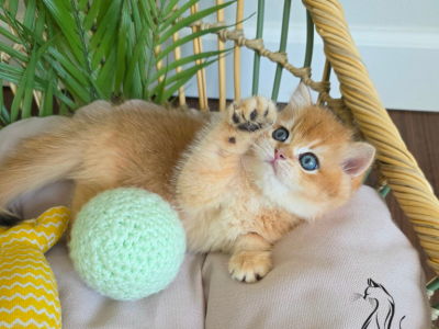 Dante - British Shorthair - Gallery Photo #1