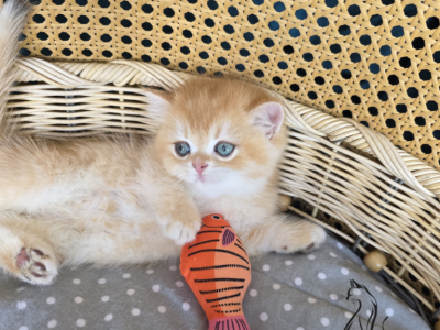 Demi - British Shorthair - Gallery Photo #1