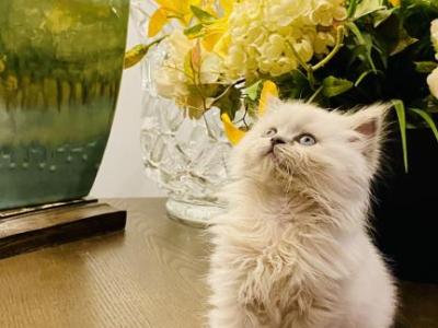 Bella - British Shorthair - Gallery Photo #1