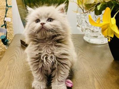 Leo - British Shorthair - Gallery Photo #1