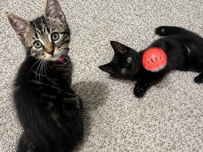 NA - Maine Coon - Gallery Photo #1