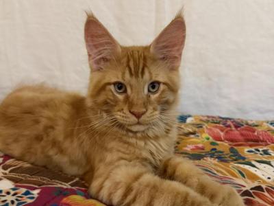 Thomas - Maine Coon - Gallery Photo #1