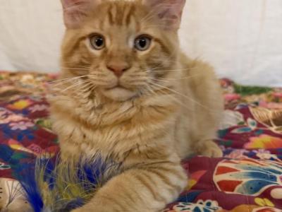 Thomas - Maine Coon - Gallery Photo #1