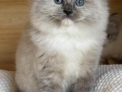 Blue Mitted Female - Ragdoll - Gallery Photo #1