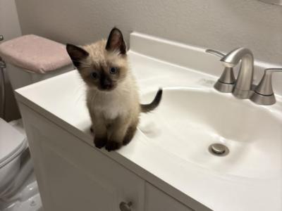 Farley - Ragdoll - Gallery Photo #1