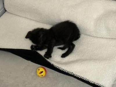 Beerus - Maine Coon - Gallery Photo #1