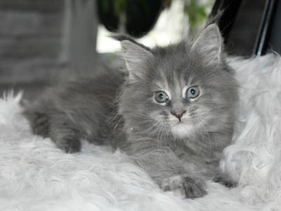 Maine Coon Kittens  TICA Registered - Maine Coon - Gallery Photo #1