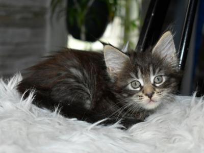 Maine Coons Ready Now TICA Registered - Maine Coon - Gallery Photo #1