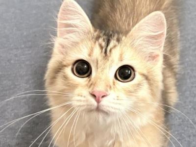 Tigger - Siberian - Gallery Photo #1