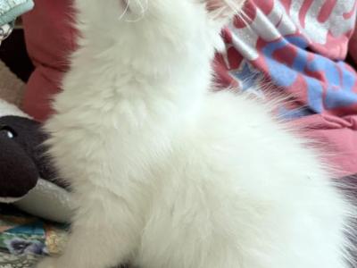 Baby - Ragdoll - Gallery Photo #1