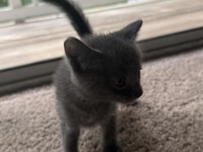 Kitty Russian Blue - Russian Blue - Gallery Photo #1
