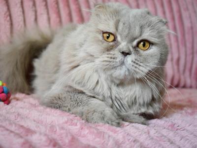 Dandy - Scottish Fold - Gallery Photo #1