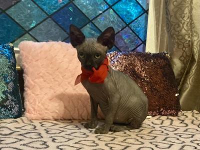 Black - Sphynx - Gallery Photo #1