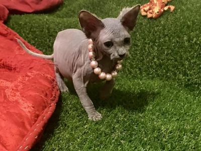 Blue Pearl - Sphynx - Gallery Photo #1