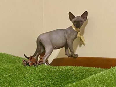 Black Pearl - Sphynx - Gallery Photo #1