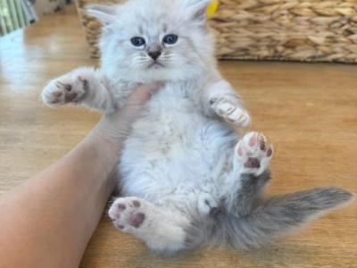 Kitten - Siberian - Gallery Photo #1