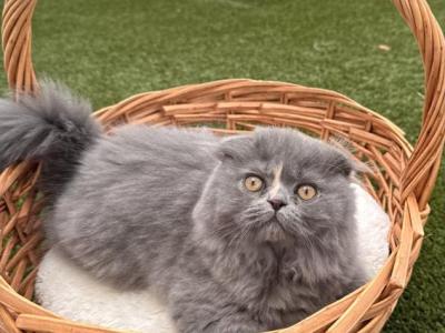 Comet - Scottish Fold - Gallery Photo #1