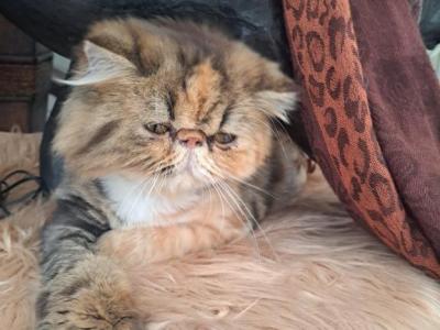 MY PARENTS - Persian - Gallery Photo #1