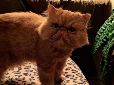 MY PARENTS - Persian - Gallery Photo #1