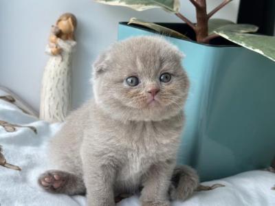 Lory - Scottish Fold - Gallery Photo #1