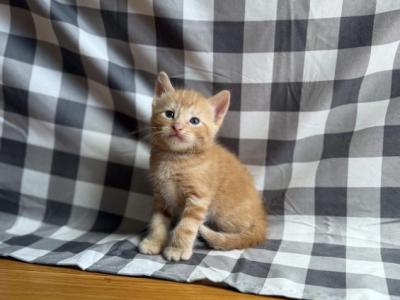 Orange Munchkin Kitten - Munchkin - Gallery Photo #1