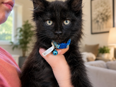 Oliver - Maine Coon - Gallery Photo #1