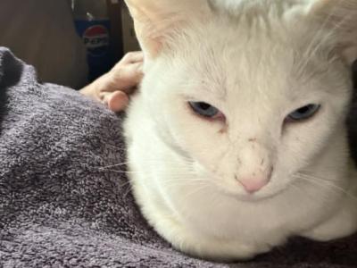 Snowball - Domestic - Gallery Photo #1