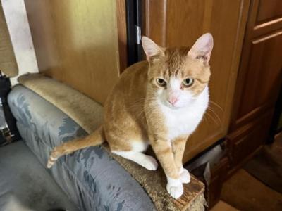 Garfield - Domestic - Gallery Photo #1