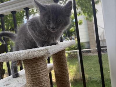 Max - Maine Coon - Gallery Photo #1