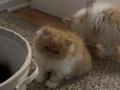 Persian Cats - Persian - Gallery Photo #1