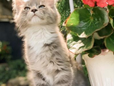 Sampson - Ragdoll - Gallery Photo #1
