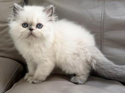 Princess - Himalayan - Gallery Photo #1