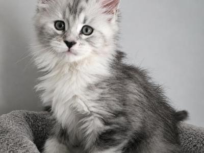 Majestic Raven Maine Coones - Maine Coon - Gallery Photo #1
