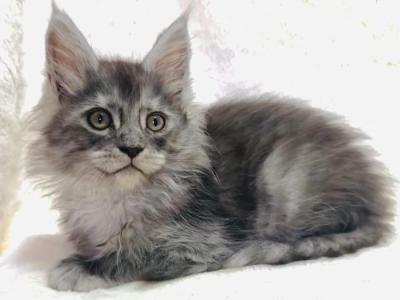 Stripes - Maine Coon - Gallery Photo #1