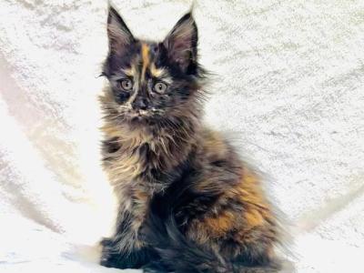 Pippi - Maine Coon - Gallery Photo #1