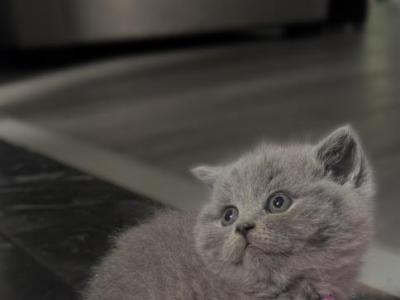 Lily - British Shorthair - Gallery Photo #1